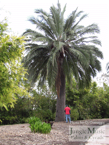 Jubaea chilensis